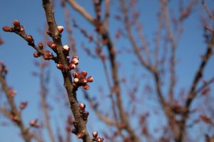 original photo thumb 650 17