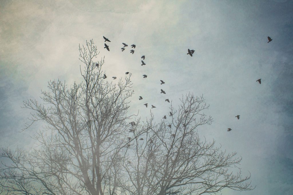 tree g517f5fad1 1280