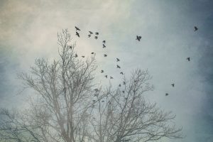 tree g517f5fad1 1280