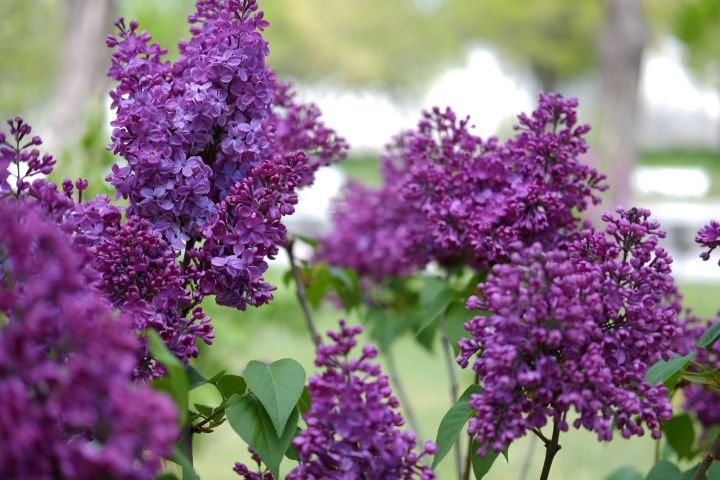 DSCF8661 thumb 650 1