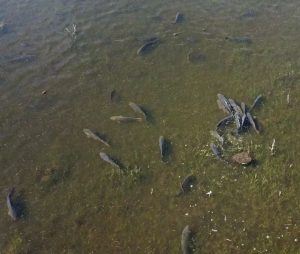 original photo thumb 650 229